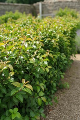 Portugisisk lagerhägg Prunus lusitanica 'Tico' buske Prunus lusitanica 'Tico' buske