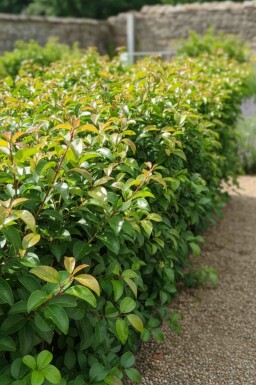 Portugisisk lagerhägg Prunus lusitanica 'Tico' buske Prunus lusitanica 'Tico' buske