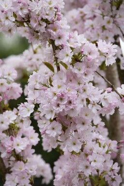 Sakura Prunus serrulata 'Amanogawa' buske Prunus serrulata 'Amanogawa' buske