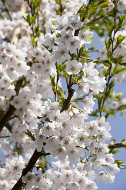 Japanskt körsbärsträd Prunus yedoensis buske Prunus yedoensis buske