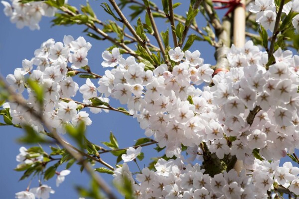 Prunus yedoensis buske