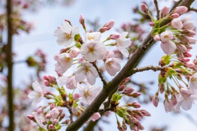 Prunus yedoensis