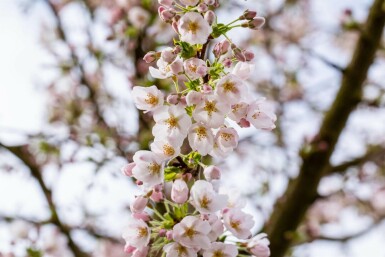 Prunus yedoensis