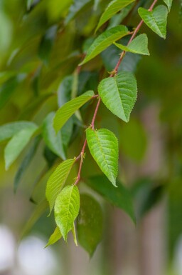 Prunus yedoensis