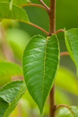 Prunus yedoensis