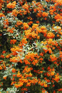Eldtorn Pyracantha 'Red Cushion' buske Pyracantha 'Red Cushion'