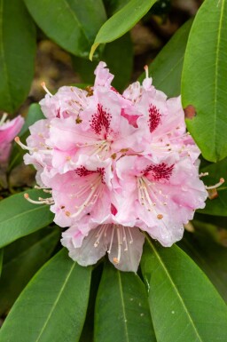 Rododendron Rhododendron 'Albert Schweitzer' buske Rhododendron 'Albert Schweitzer' buske