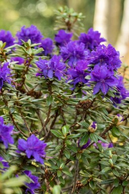 Rhododendron 'Azurika'