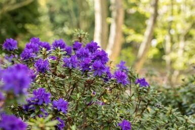 Rhododendron 'Azurika'