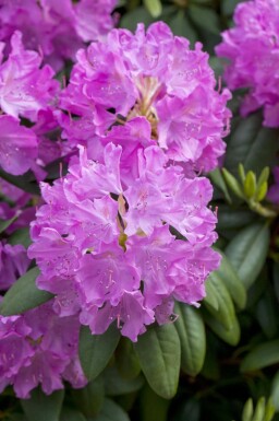 Rododendron Rhododendron catawbiense 'Boursault' buske Rhododendron catawbiense 'Boursault' buske