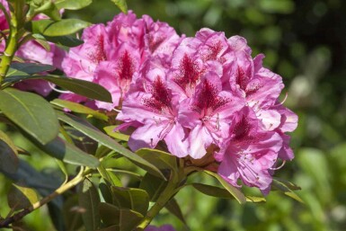 Rododendron Rhododendron 'Cosmopolitan' buske Rhododendron 'Cosmopolitan' buske
