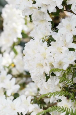 Rododendron Rhododendron 'Dora Amateis' buske Rhododendron 'Dora Amateis' buske
