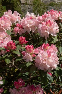 Rododendron Rhododendron 'Dreamland' buske Rhododendron 'Dreamland' buske