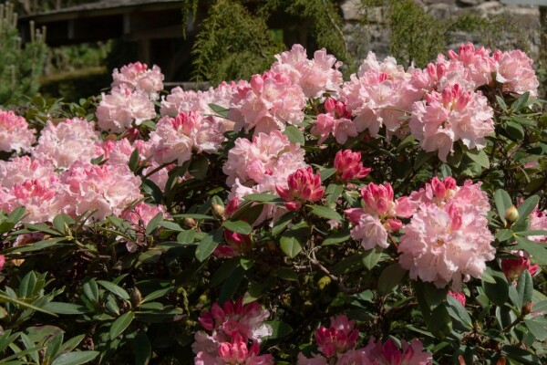 Rhododendron 'Dreamland' buske