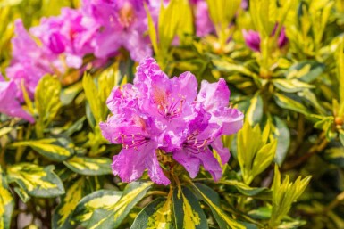 Rododendron Rhododendron 'Goldflimmer' buske Rhododendron 'Goldflimmer' buske