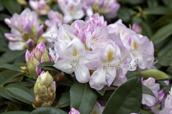 Rhododendron 'Gomer Waterer' buske