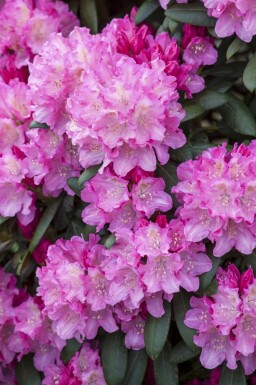 Rododendron Rhododendron 'Kalinka' buske Rhododendron 'Kalinka' buske