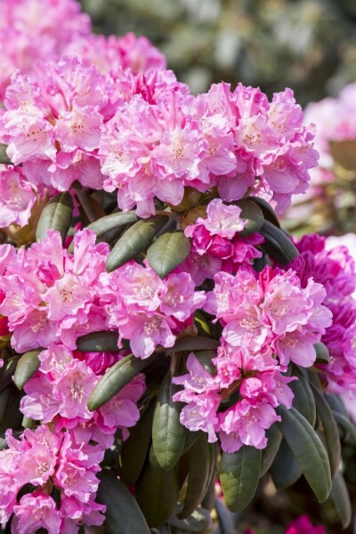 Rhododendron 'Kalinka' buske