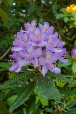Rododendron Rhododendron 'Moerheim' buske Rhododendron 'Moerheim' buske
