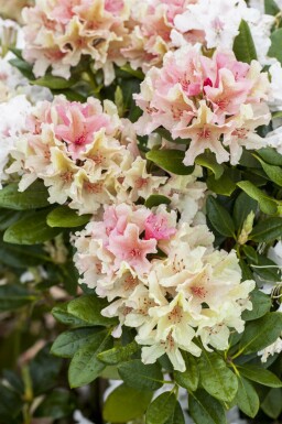 Rododendron Rhododendron 'Percy Wiseman' buske Rhododendron 'Percy Wiseman' buske
