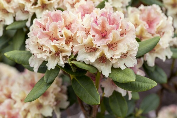 Rhododendron 'Percy Wiseman' buske