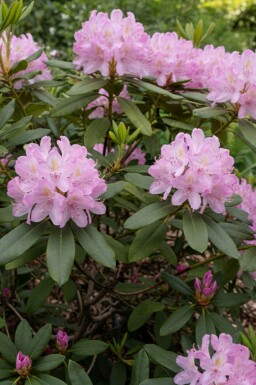 Rododendron Rhododendron ponticum 'Roseum' buske Rhododendron ponticum 'Roseum' buske