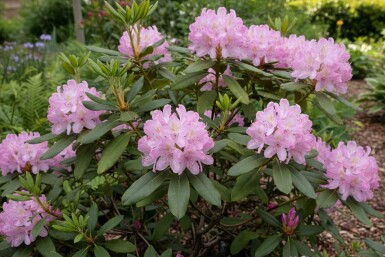 Rhododendron ponticum 'Roseum' buske