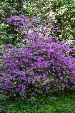 Rhododendron Rhododendron praecox buske Rhododendron praecox buske