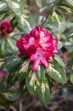 Rododendron Rhododendron 'President Roosevelt' buske Rhododendron 'President Roosevelt' buske