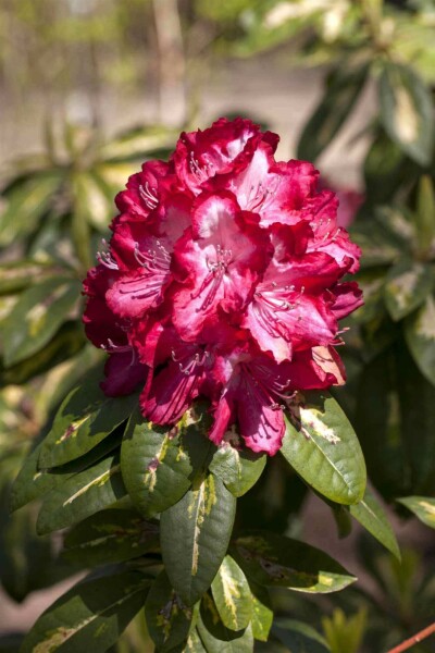 Rhododendron 'President Roosevelt' buske