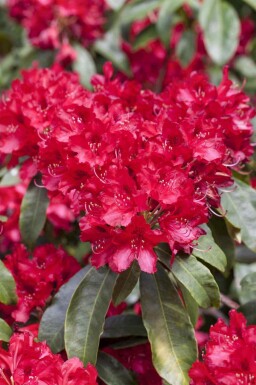 Rododendron Rhododendron 'Red Jack' buske Rhododendron 'Red Jack' buske