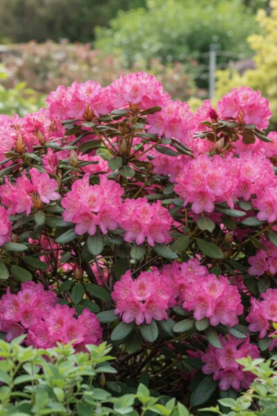 Rhododendron 'Wine and Roses' buske