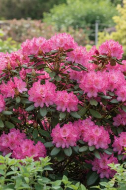 Rhododendron 'Wine and Roses' buske