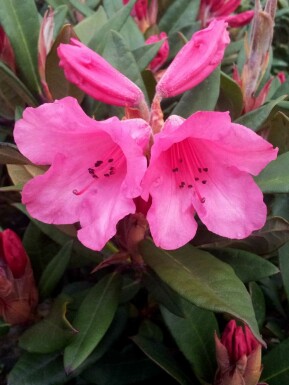 Rododendron Rhododendron 'Winsome' buske Rhododendron 'Winsome' buske