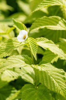 Schersminros Rhodotypos scandens buske Rhodotypos scandens buske