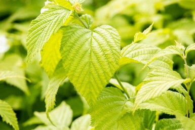 Schersminros Rhodotypos scandens buske Rhodotypos scandens buske