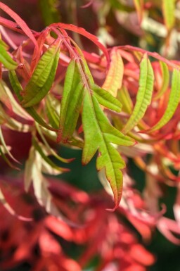 Sumak Rhus glabra 'Laciniata' buske Rhus glabra 'Laciniata' buske
