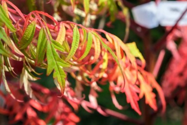 Sumak Rhus glabra 'Laciniata' buske Rhus glabra 'Laciniata' buske