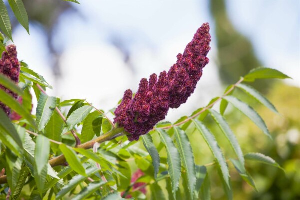 Rhus typhina buske