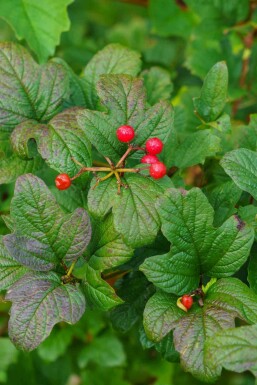 Bergsrips Ribes alpinum buske Ribes alpinum buske