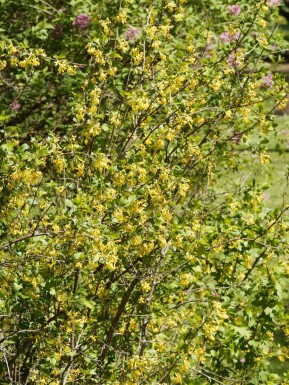 Guldvinbär Ribes odoratum buske Ribes odoratum buske