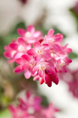 Blodrips Ribes sanguineum buske Ribes sanguineum buske