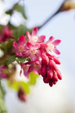 Blodrips Ribes sanguineum buske Ribes sanguineum buske