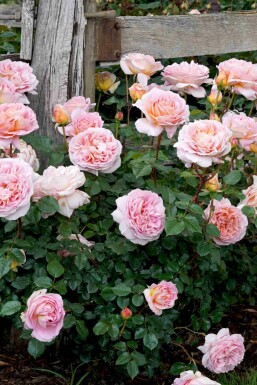Rosa 'Abraham Darby'