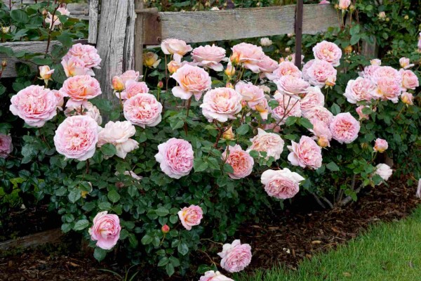 Rosa 'Abraham Darby' buske