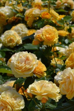 Ros Rosa 'Absolutely Fabulous' buske Rosa 'Absolutely Fabulous' buske