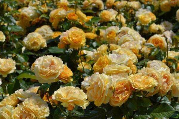 Rosa 'Absolutely Fabulous' buske