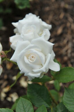 Ros Rosa 'Annapurna' buske Rosa 'Annapurna' buske