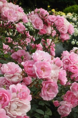 Trädgårdsros Rosa 'Bonica 82' buske Rosa 'Bonica 82' buske