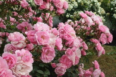 Trädgårdsros Rosa 'Bonica 82' buske Rosa 'Bonica 82' buske